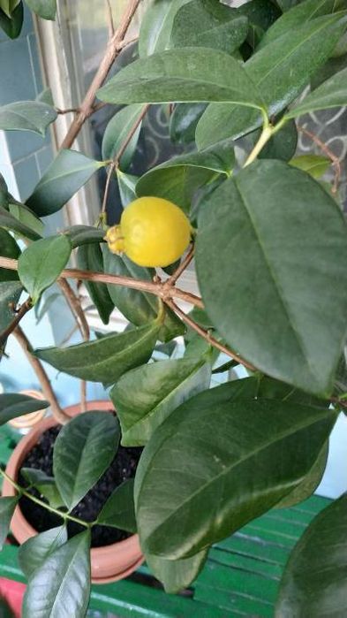 Гуава Кеттли (лимонная) Псидиум прибрежный