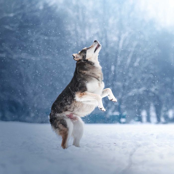 Łagodny Kordian - podaruj mu dom!