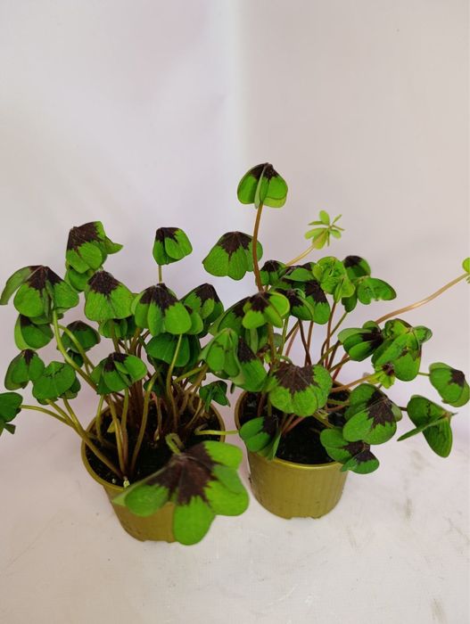 Гіпеаструм,каланхоє,діантус,ардізія,кислиця