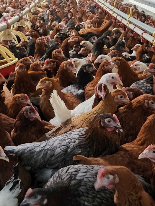 Kury nioski Rosa z pierwszym jajkiem. Dominant z wolnego wybiegu.Dowóz