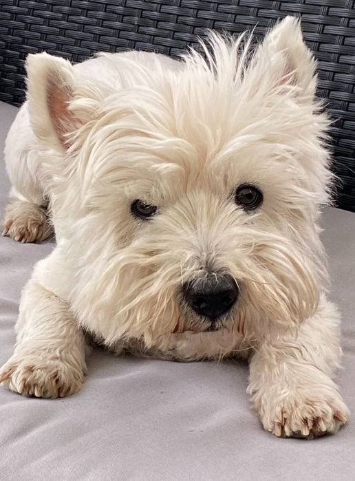 Цуценята Вест хайленд уайт терьер