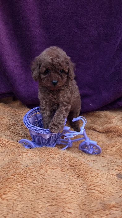 Той пудель  девочка