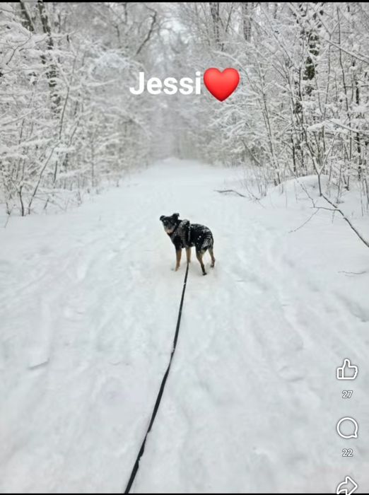 Mikro Sunia pilnie szuka domu