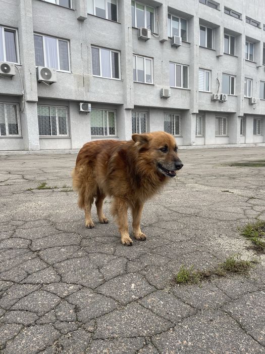 Собака шукає дім