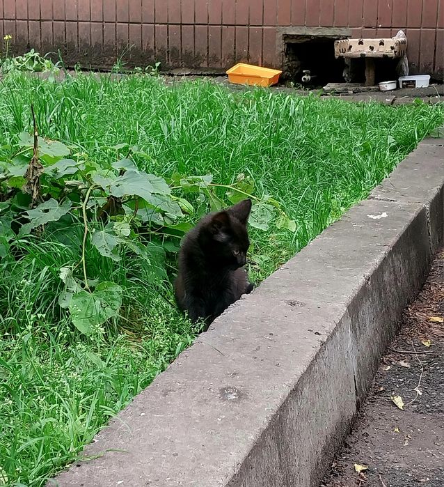 Маленькі кошенята шукають дім! А дорослі котики — допомогу зі стериліз