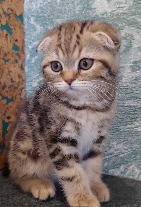 Шотландская вислоухая, Scottish fold, скоттиш фолд, питомник