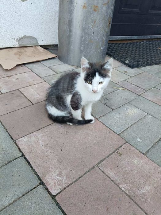 котик,котики в добрі руки