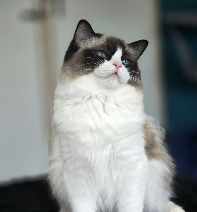 Ragdoll kotka dorosła