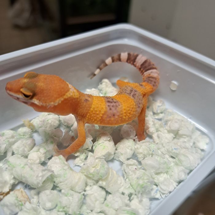 Gekon lamparci w sklepie Gruby Kocur Rzeszów Galeria Trend