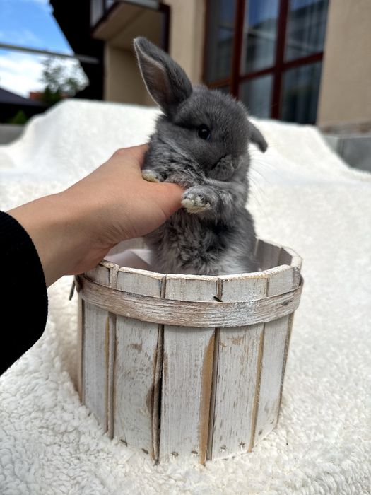 Króliki Mini Lop BunnyHop