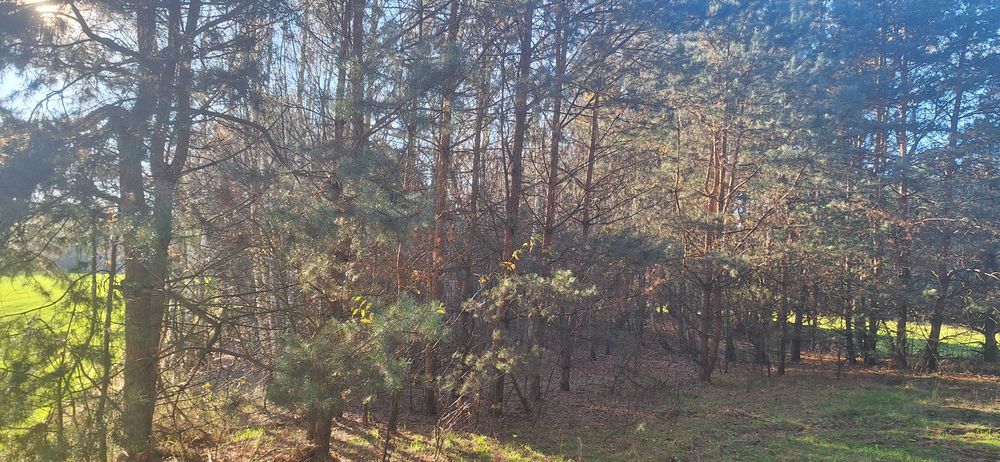 Działka leśna w Zawadach z dostępem do rzeki Liswarta