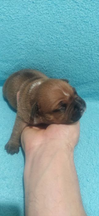 Стаффордширський бультер'єр