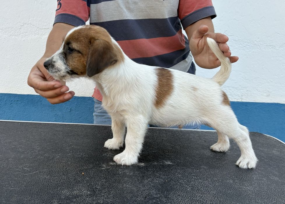 Jack Russell Terrier Broken c/Pedigree e Afixo