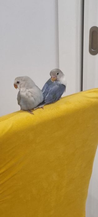 Pássaros Agapórnis