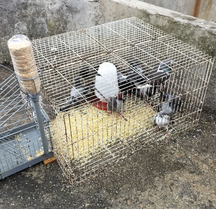 Armadilha captura de pombos