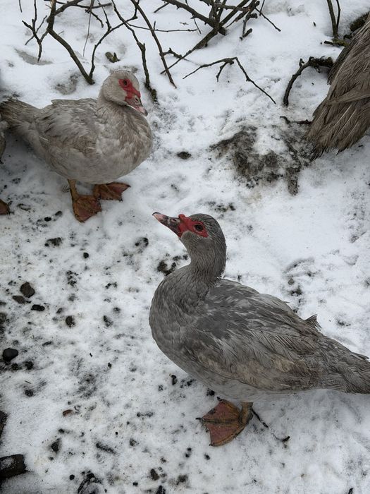 Качки шипуни лавандові, вік 8 місяців