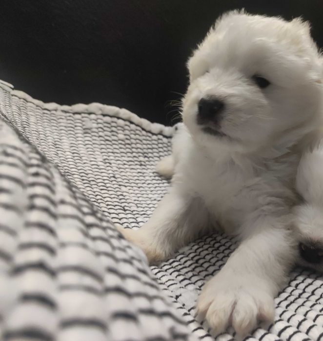 gotowa Samoyed FCI / ZKwP samojed śnieżnobiały
