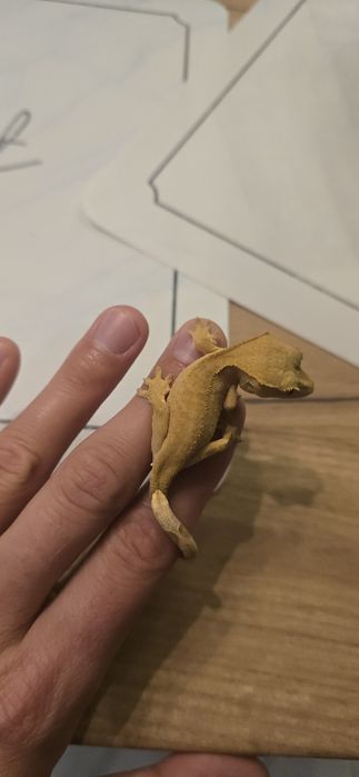 Młode gekony orzęsione piękne odmiany