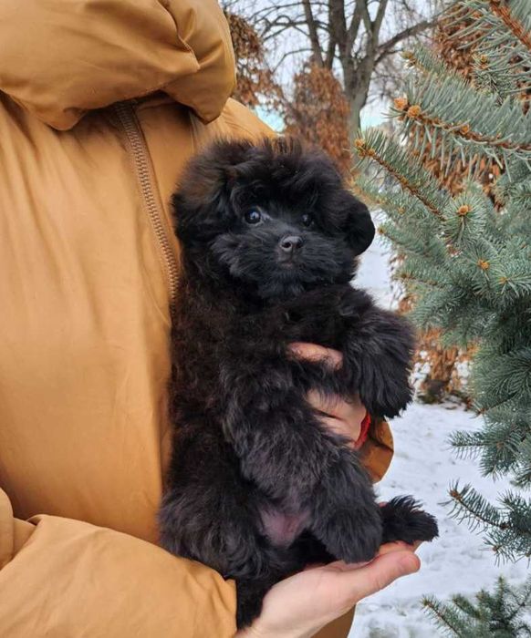 Teddy bear плюшка шпіцпу- хутрова кралечка з Києва