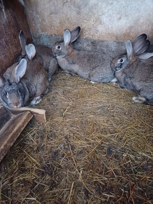 Młode samice z jesieni 5 sztuk