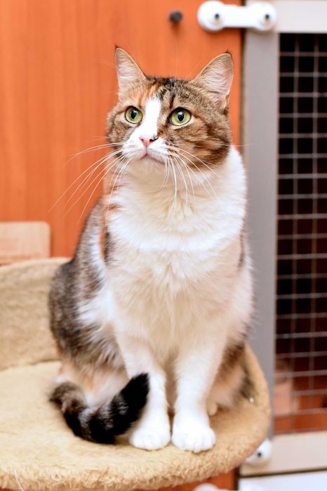 Чудесная кошечка Мими ищет заботливую семью