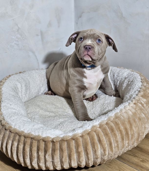 Bardzo piękny Piesek american bully xl