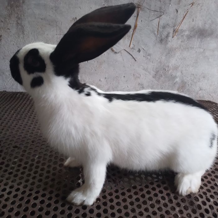 Olbrzym Srokacz Czarny/Osc