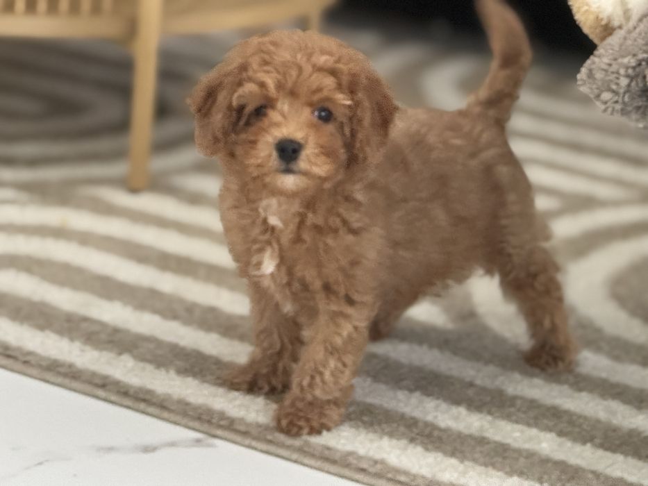 Cavapoo piesek