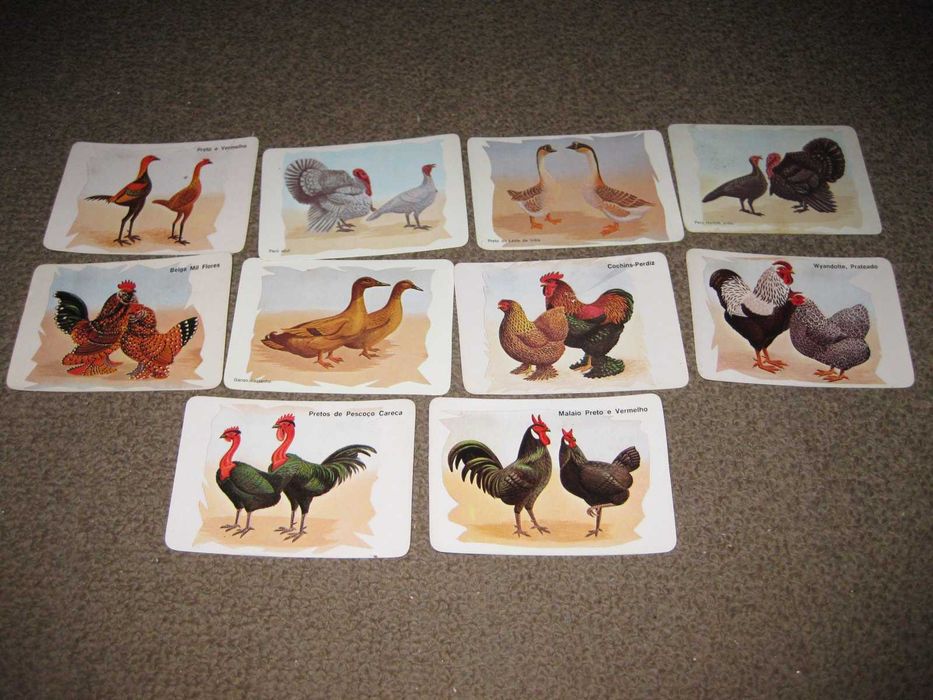 10 Calendários de "Aves" Impecáveis!