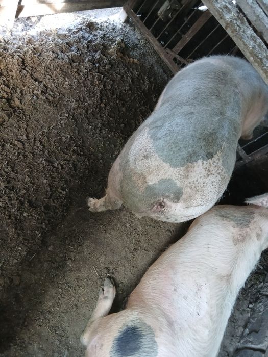 Продажа свиней .