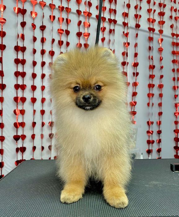 Померанский шпиц