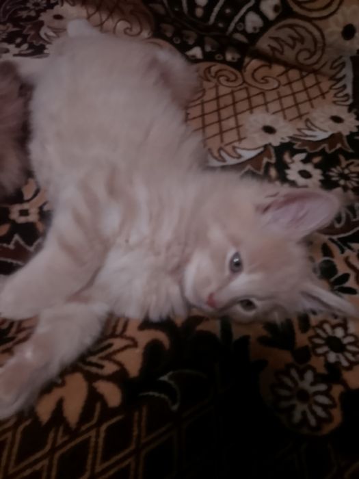 Шикарные пацаны мейнкуны