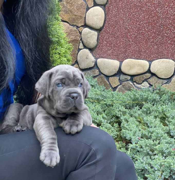 Хлопчики дівчатка-сірого окрасу