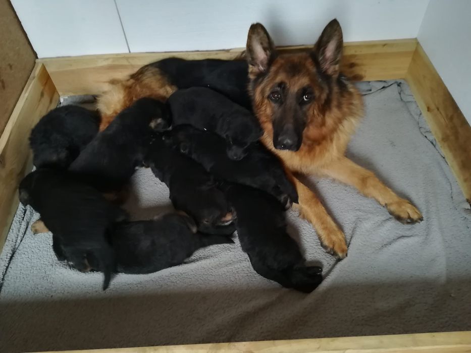 Owczarek niemiecki krótkowłosy