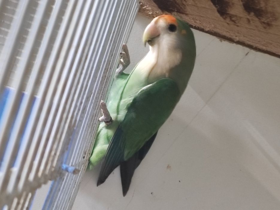 Agapórni rosseicolis