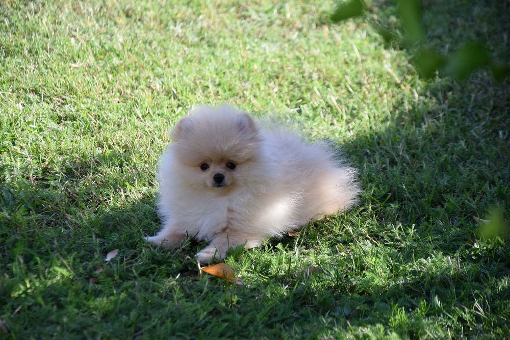 Wika - suczka Pomeranian szuka nowego domu