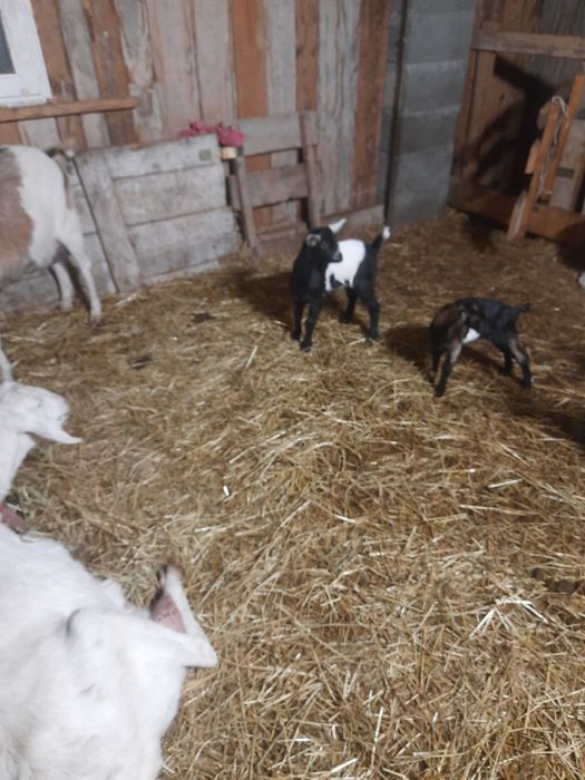 Kózki I capki z tego roku