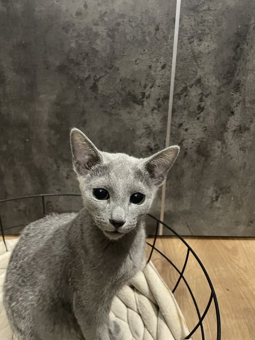 Koty, kocieta, koteczki Rosyjskie Niebieskie