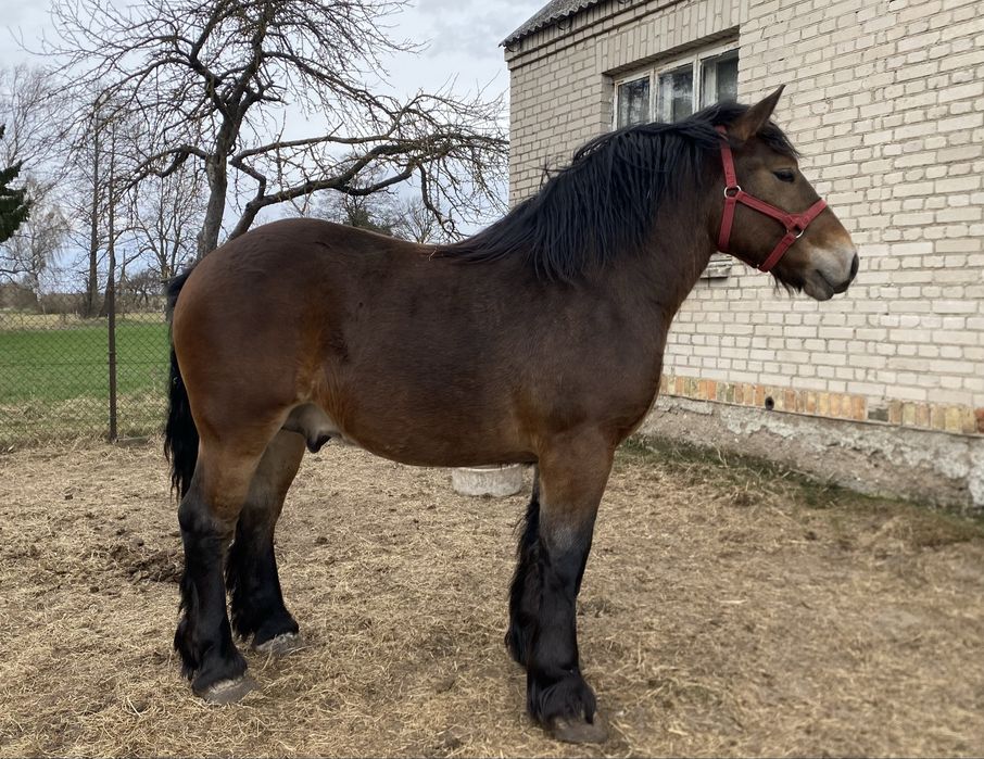 Ogier Zimnokrwisty typ PKZ 18 miesięcy