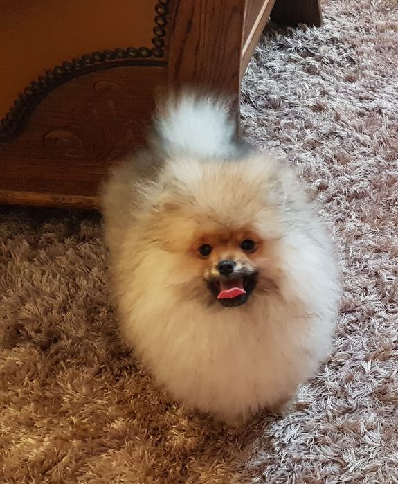 Piękne Pomeraniany ZKwP FCI