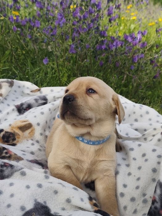 LABRADORA  muito fofinha