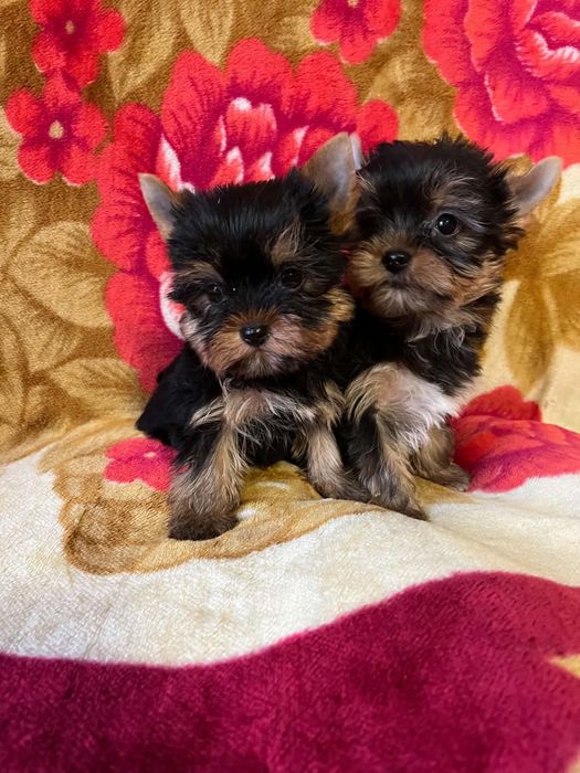 York yorki pieski piesek