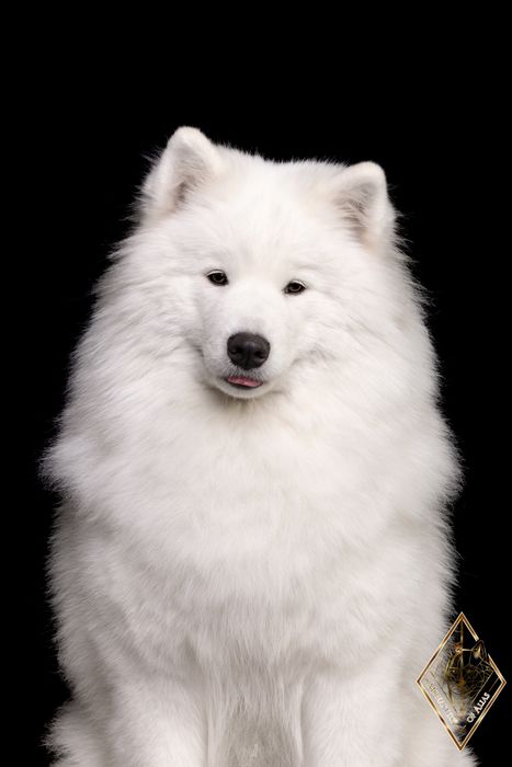 Samoyed/ Samoyed FCI/ Samojed – planowane mioty jesień/ zima 2026 | ZK