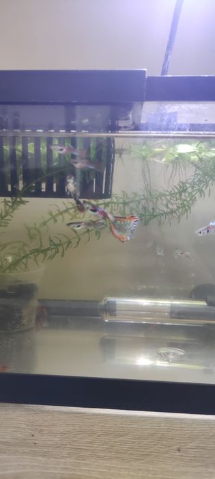 Vendo Guppies Machos e Fêmeas