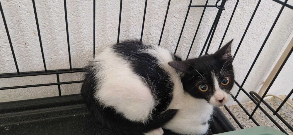 Gatas bebés para adoção consciente