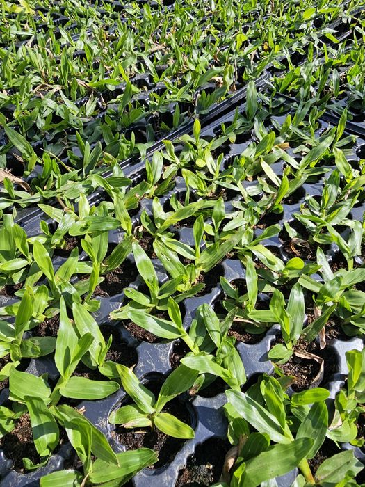 Grama Brasileira tabuleiro