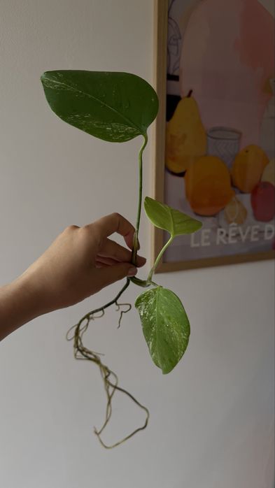 MONSTERA ALBO / монстера альба