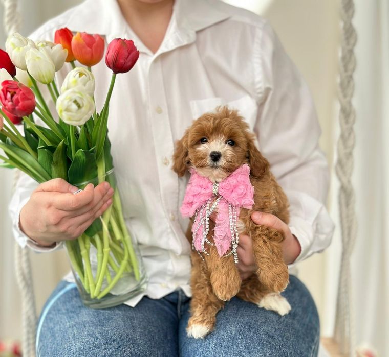 Ідеальний варіант домашнього улюбленця цуценята мальтипу