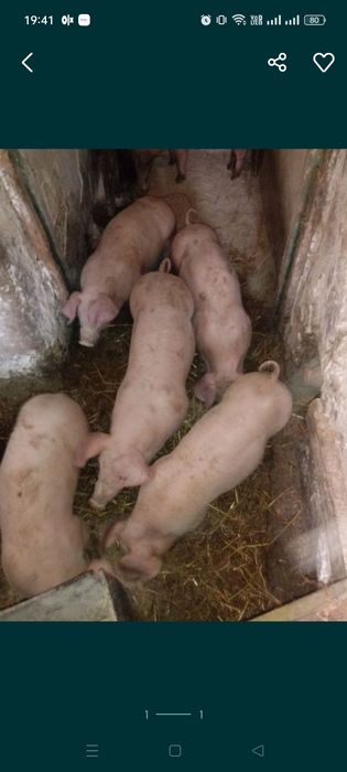 prosięta warchlaki  od rolnika