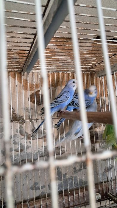 Caturras   forpus  periquitos australianos
